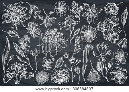 Vector Set Of Hand Drawn Chalk Japanese Chrysanthemum, Blackberry Lily, Eucalyptus Flower, Anemone, 