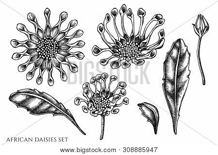 Vector Set Of Hand Drawn Black And White African Daisies Stock Illustration