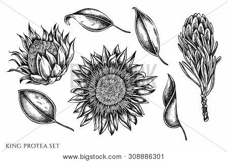 Vector Set Of Hand Drawn Black And White King Protea Stock Illustration