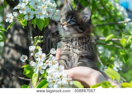 Fluffy Kitten Sits On A Hand Against The Background Of A Flowering Pear, On A Bright Sunny Day, Clos