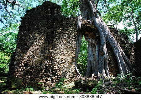 View Of The Gedi Ruins, Close To Mombasa, Kenya