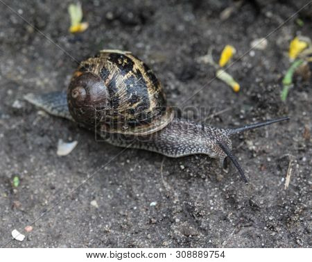 Close Up Of Garden Snail  On Ground