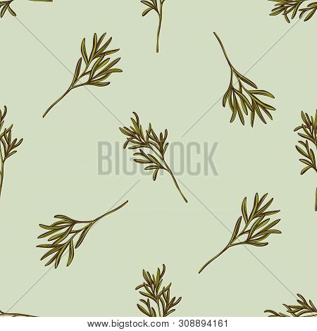 Seamless Pattern With Hand Drawn Colored Rosemary Stock Illustration