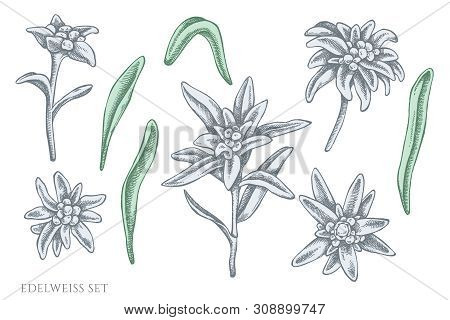 Vector Set Of Hand Drawn Pastel Edelweiss Stock Illustration