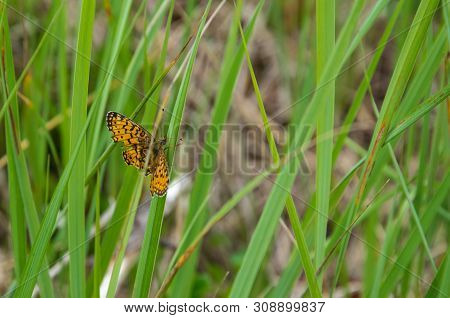 The Brown-orange Butterfly Brenthis Daphne Sits On Grass.
