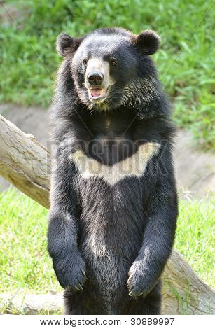 To je asijský černý medvěd v zoo