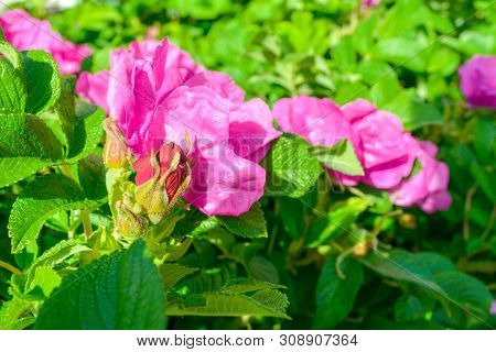 Closeup Of Pink Dogrose Or Briar Flower With Soft Focus. Macro View Of Flowering Rose Hips Of Briar 