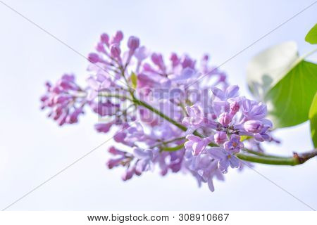 Lilac Shrub Flowers Blooming In Spring Garden. Common Lilac Syringa Vulgaris Bush. Close-up With Sof