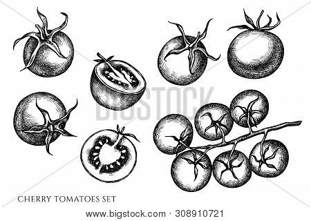Vector Set Of Hand Drawn Black And White Cherry Tomatoes Stock Illustration