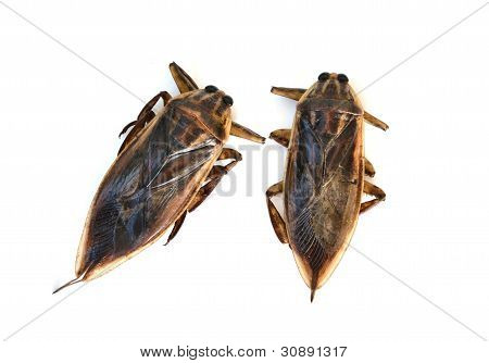 inseto gigante de água isolado no fundo branco