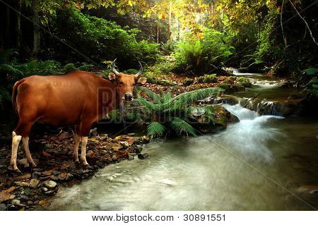 Banteng