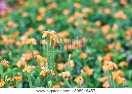 Beautiful Bright Fiery Orange Flowers Of Crossandra Infundibuliformis (firecracker Flower)