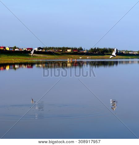Northern White Seagulls Fly Over The Surface Of The River On The Background Of Houses On The Bank Of