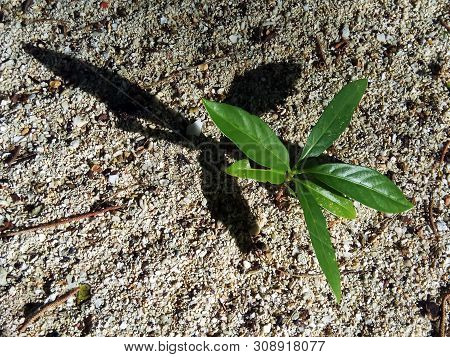 The Afternoon Sun Casts A Shadow Of A Green Plant Growing On Sandy Soil