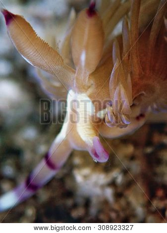 Closeup And Macro Shot Of Nudibranch Facelinidae Sp During A Leisure Dive In Tunku Abdul Rahman Park