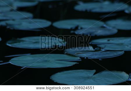 Lotus Leaf Pond, The Lotus Leaf Pattern Close-up On Wavelet Surface