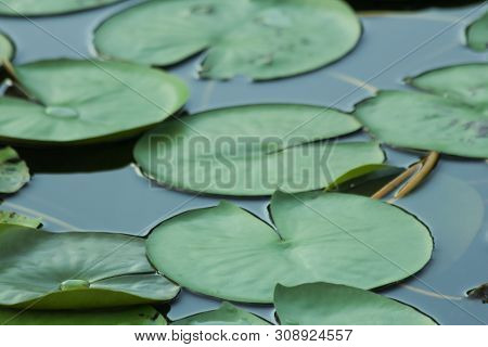 Lotus Leaf Pond, The Lotus Leaf Pattern Close-up On Wavelet Surface