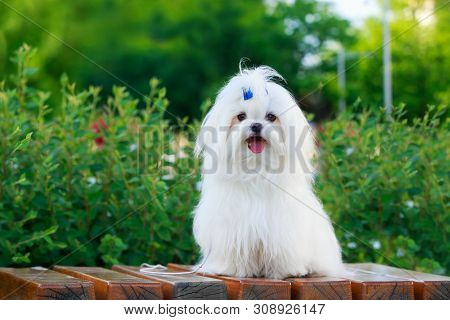 Cute Dog Breed Maltese Is Sitting On A Pedestal In The Park