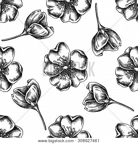 Seamless Pattern With Black And White Dog Rose Stock Illustration
