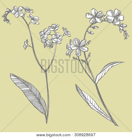 Forget-me-not Flowers. Botanical Illustration. Good For Cosmetics, Medicine, Treating, Aromatherapy,