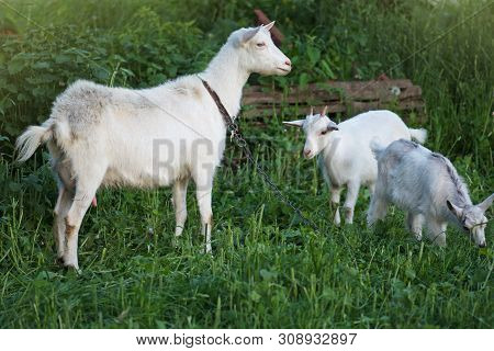 Goats Is Grazed On A Green Meadow . Goat With A Goat Kid. Family Goats Against Green Grass Backgroun