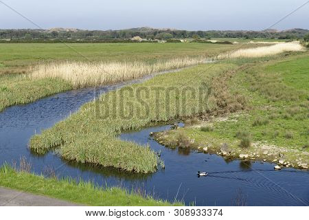 Reed Bed & Drainage Ditch With Sand Dunes Beyond, Braunton Marsh, North Devon, Uk