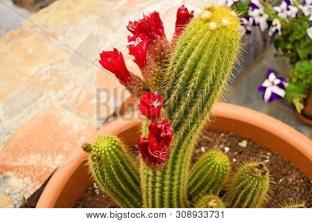 Echinopsis Huascha Red Flowering Cactus, Red Flowers.