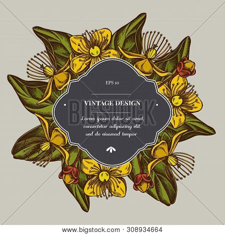 Badge Over Design With Hypericum Stock Illustration