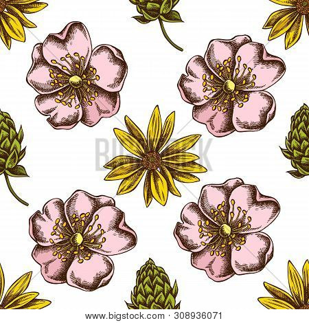 Seamless Pattern With Hand Drawn Colored Dog Rose, Hop, Jerusalem Artichoke Stock Illustration