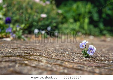 Closeup Of A Small White And Purple Flowering Violet  Between The Stones Of A Terrace. The Lens Of T