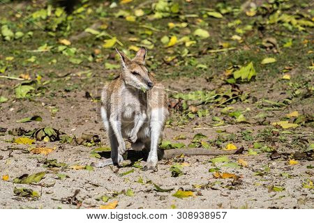 The Agile Wallaby, Macropus Agilis Also Known As The Sandy Wallaby Is A Species Of Wallaby Found In 