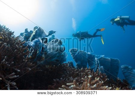 Divers spotted and watch the frogfish hidden among the corals in the tropical sea in Philippines