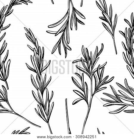 Seamless Pattern With Black And White Rosemary Stock Illustration