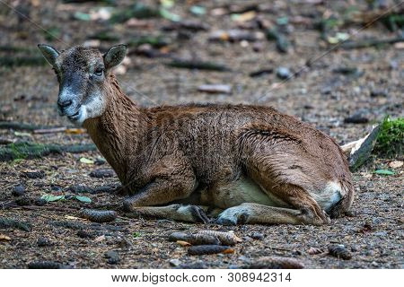 The European Mouflon, Ovis Orientalis Musimon Is The Westernmost And Smallest Sub-species Of Mouflon