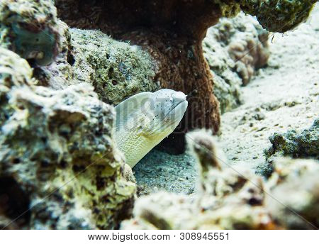 White Muraena. Colourful Marine Life In Red Sea, Egypt, Dahab.