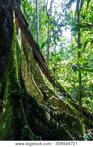 Amazon Forest In The Madidi National Park, Bolivia