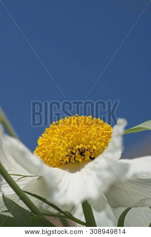 Flowers Of California Tree Poppy, Romneya Coultieri.
