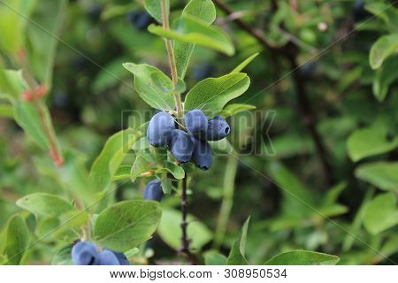 Fresh Ripe Blue Honeysuckle Berries On The Branch. Selective Focus. Haskap Berry Bush.