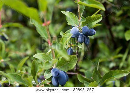 Fresh Ripe Blue Honeysuckle Berries On The Branch. Selective Focus. Haskap Berry Bush.