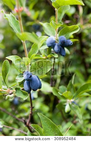 Fresh Ripe Blue Honeysuckle Berries On The Branch. Selective Focus. Haskap Berry Bush.