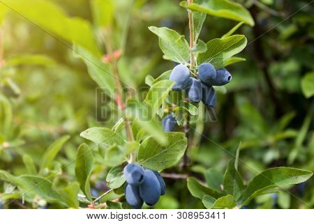 Fresh Ripe Blue Honeysuckle Berries On The Branch. Selective Focus. Haskap Berry Bush. Rendered Imag