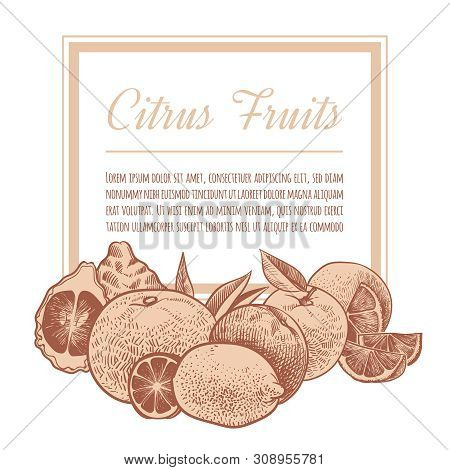 Citrus Background. Hand Drawn Sketch Oranges, Doodle Exotic Citrus Fruits. Lemons, Grapefruit And Li