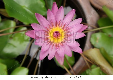 Top View Of Blooming Pink Lotus In Water Plant Pot
