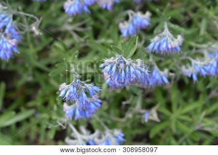 Balkan Endemic Blue Flower - Latin Name - Moltkia Petraea