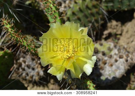 Barbary Fig Yellow Flower - Latin Name - Opuntia Monacantha (opuntia Vulgaris)
