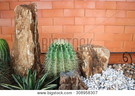 Mammillaria Scrippsiana, Cactus In The Flower Pot