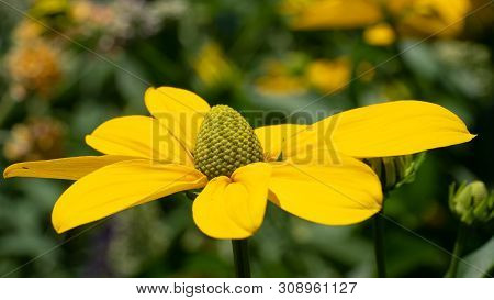 Shiny Coneflower (rudbeckia Nitida), Flowers Of Summer