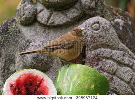 Clay Colored Thrush Sits On A Sliced Melon