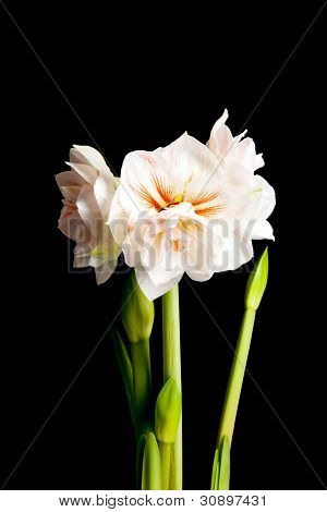 Vit Amaryllis blomma i närbild