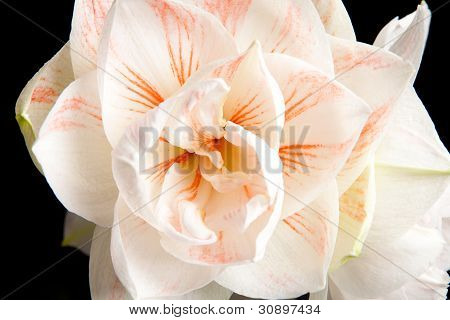 Vit Amaryllis blomma i närbild